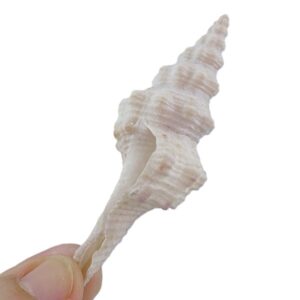 Fusinus polygonoides