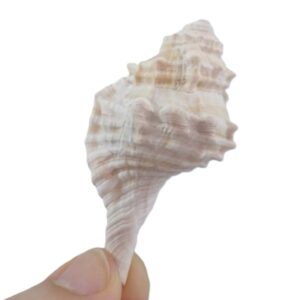 Cymatium trilineatum