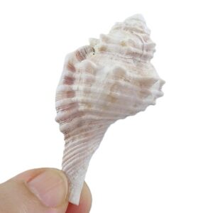Cymatium trilineatum