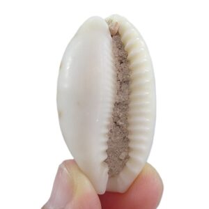 Erronea caurica quinquefasciata