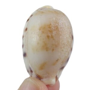 Erronea caurica quinquefasciata