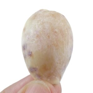 Erronea caurica quinquefasciata