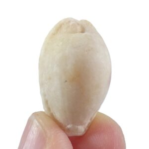 Erosaria nebrites