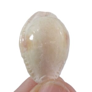 Erosaria nebrites