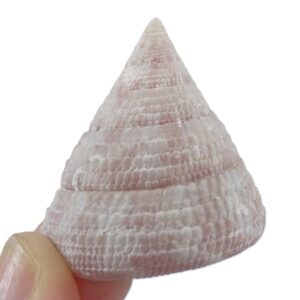 Trochus virgatus