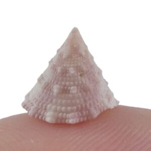 Tectus dentatus