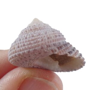 Clanculus pharaonius