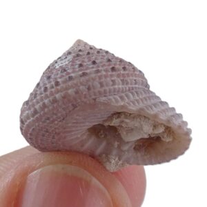 Clanculus pharaonius