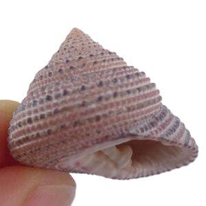 Clanculus pharaonius