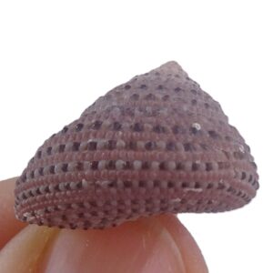 Clanculus pharaonius