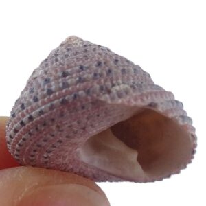 Clanculus pharaonius