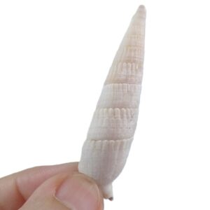 Rhinoclavis fasciata