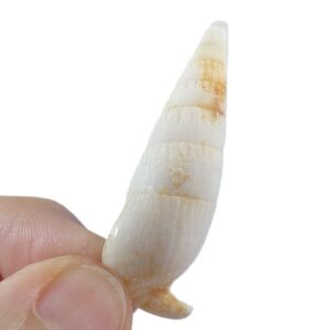 Rhinoclavis fasciata