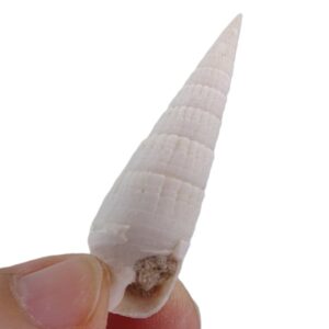 Rhinoclavis fasciata