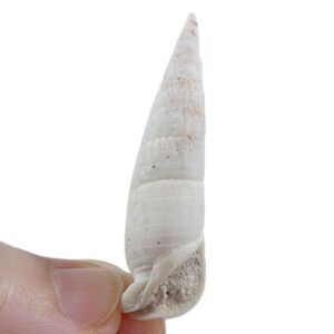 Rhinoclavis fasciata