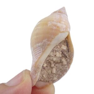 Nassa situla