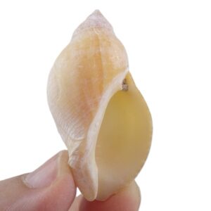 Nassa situla