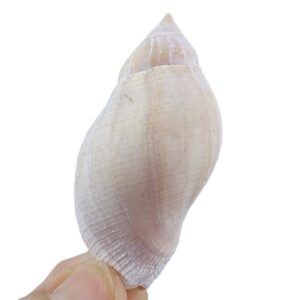 Nassa situla