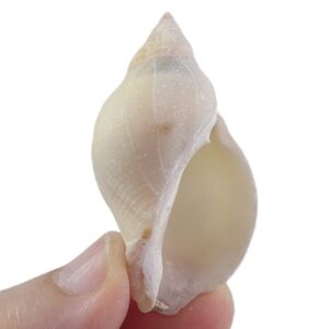 Nassa situla