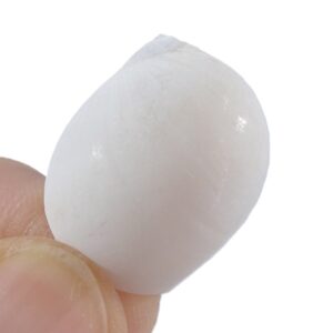 Polinices mammilla