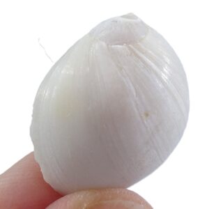 Polinices mammilla