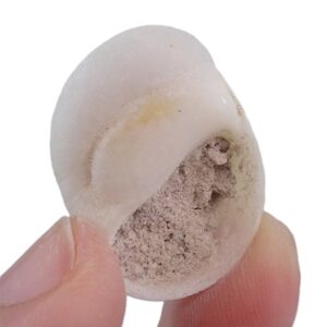 Polinices mammilla