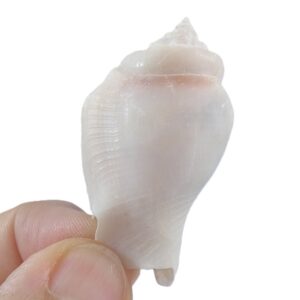 Strombus gibberulus albus
