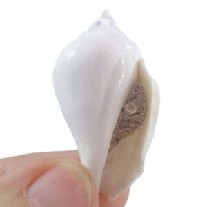 Strombus gibberulus albus