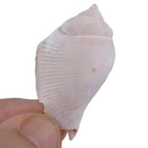 Strombus gibberulus albus