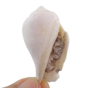 Strombus gibberulus albus