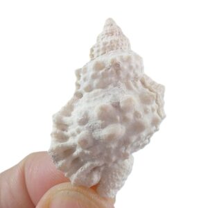 Bursa granularis