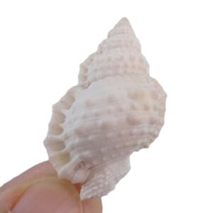 Bursa granularis