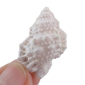 Bursa granularis