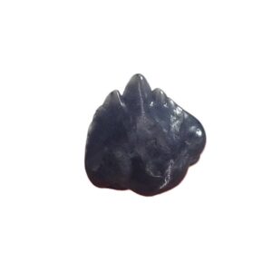 Nebrius thielensi = Ginglymostoma thielensi