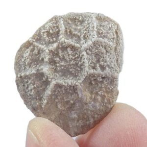 Pleurodictyum expansum