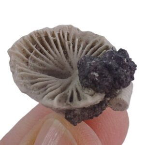 Amplexizaphrentis pellaensis