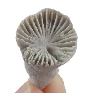 Amplexizaphrentis pellaensis