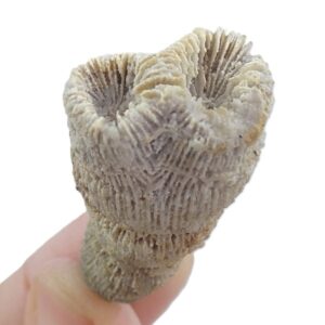 Thecosmilia trichotoma