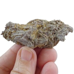 Syringopora rockfordensis  VENDIDO