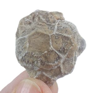Pleurodictyum expansum