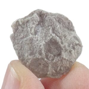 Pleurodictyum expansum