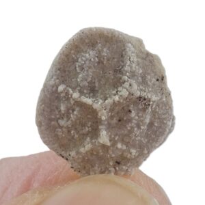 Pleurodictyum expansum