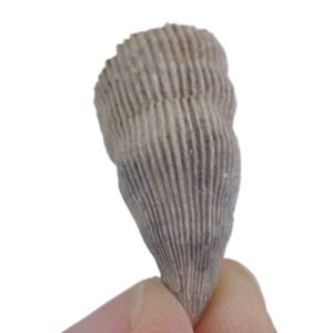 Ceratotrochus sp.
