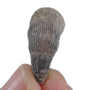 Ceratotrochus sp.