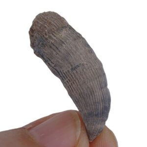 Ceratotrochus sp.