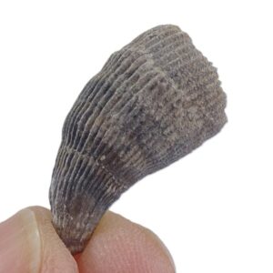 Ceratotrochus sp.