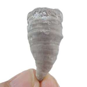 Amplexizaphrentis pellaensis