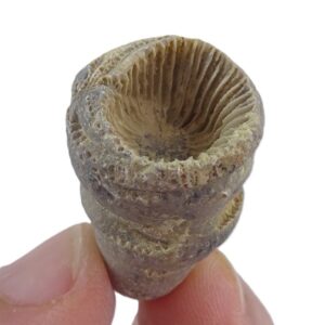 Charactophyllum nanum  VENDIDO