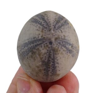 Echinocorys scutata VENDIDO