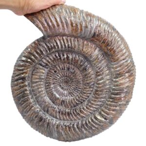 Speetoniceras versicolor